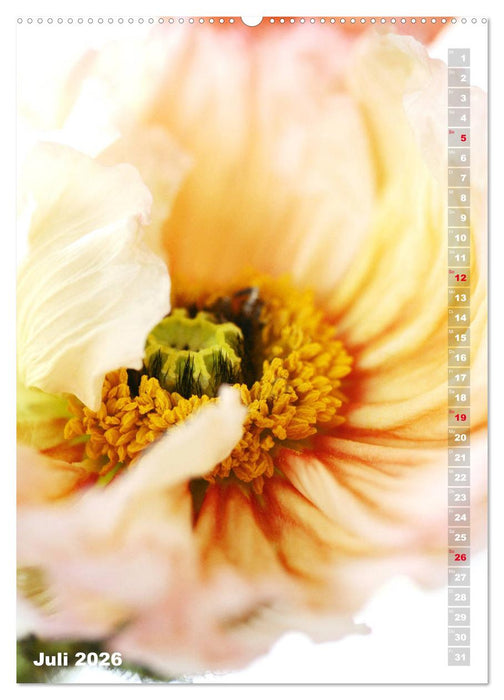 Mohn - Ein Blütentraum (CALVENDO Premium Wandkalender 2026)