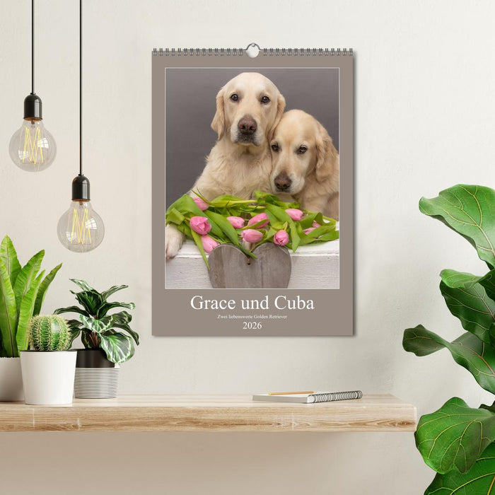 Grace und Cuba - Zwei liebenswerte Golden Retriever (CALVENDO Wandkalender 2026)