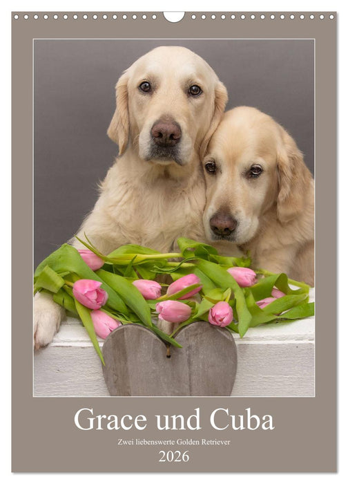 Grace und Cuba - Zwei liebenswerte Golden Retriever (CALVENDO Wandkalender 2026)