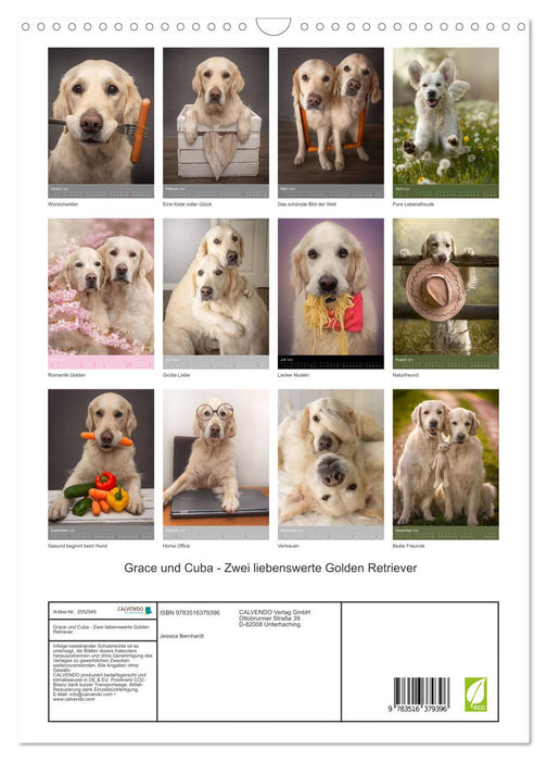 Grace und Cuba - Zwei liebenswerte Golden Retriever (CALVENDO Wandkalender 2026)