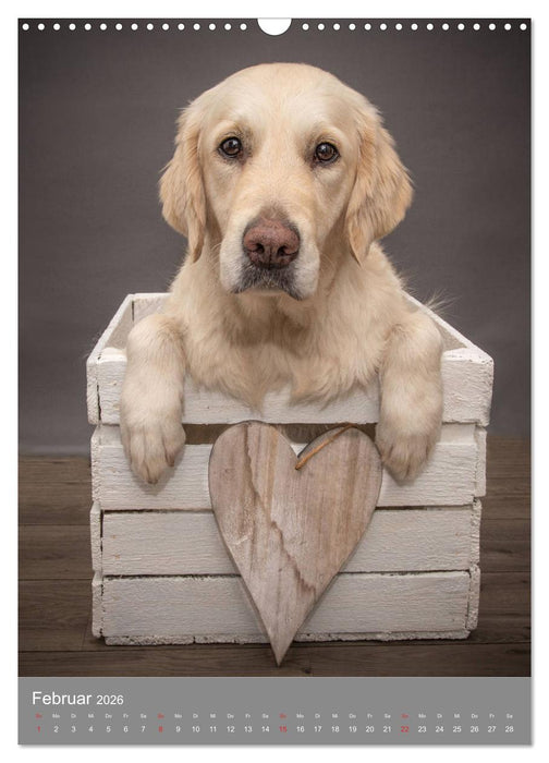 Grace und Cuba - Zwei liebenswerte Golden Retriever (CALVENDO Wandkalender 2026)