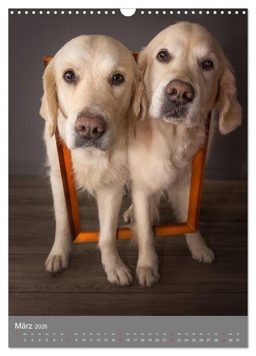 Grace und Cuba - Zwei liebenswerte Golden Retriever (CALVENDO Wandkalender 2026)