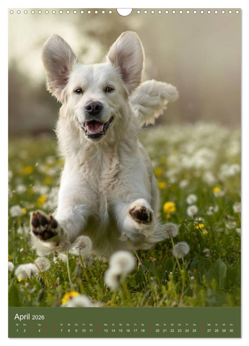 Grace und Cuba - Zwei liebenswerte Golden Retriever (CALVENDO Wandkalender 2026)