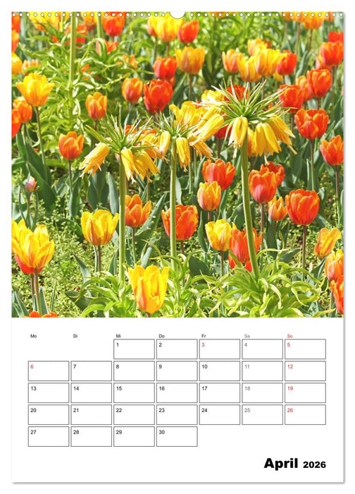 Einzigartiges Heidenheim (CALVENDO Premium Wandkalender 2026)