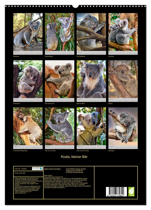Koala, kleiner Bär (CALVENDO Premium Wandkalender 2026)