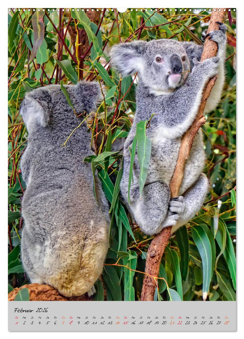 Koala, kleiner Bär (CALVENDO Premium Wandkalender 2026)