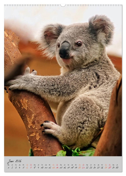 Koala, kleiner Bär (CALVENDO Premium Wandkalender 2026)