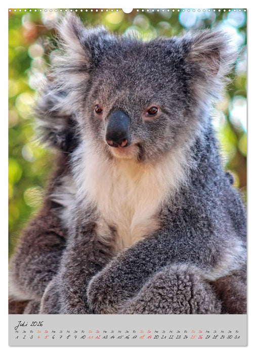 Koala, kleiner Bär (CALVENDO Premium Wandkalender 2026)