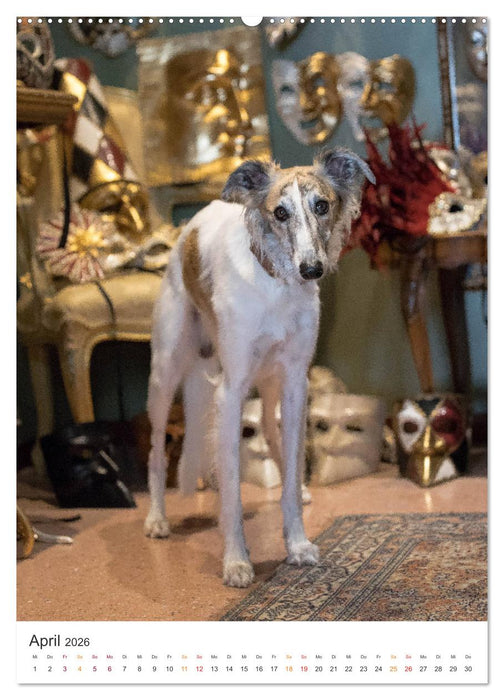 Silken Windsprites - Zwei Windhunde erobern die Lagunenstadt Venedig (CALVENDO Premium Wandkalender 2026)