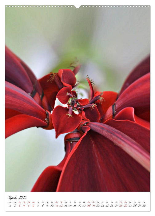Durchschnittlich - Verzauberte Flora (CALVENDO Premium Wandkalender 2026)