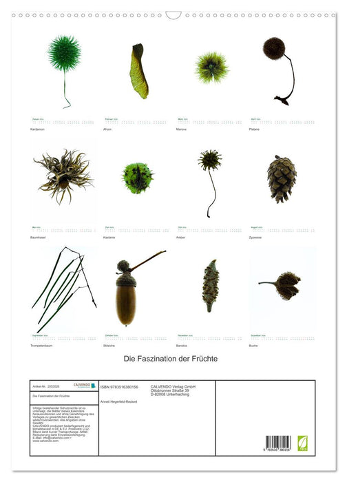 Die Faszination der Früchte (CALVENDO Wandkalender 2026)