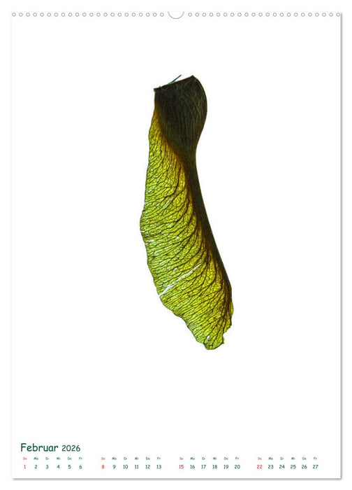 Die Faszination der Früchte (CALVENDO Wandkalender 2026)