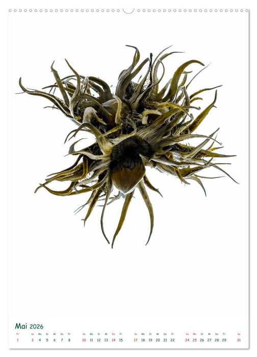 Die Faszination der Früchte (CALVENDO Wandkalender 2026)