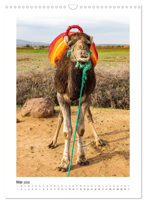 Marrakesch - Eine Stadt wie aus 1001 Nacht (CALVENDO Wandkalender 2026)