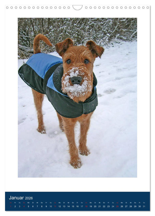 Kelly - Ein Irish Terrier macht Urlaub (CALVENDO Wandkalender 2026)