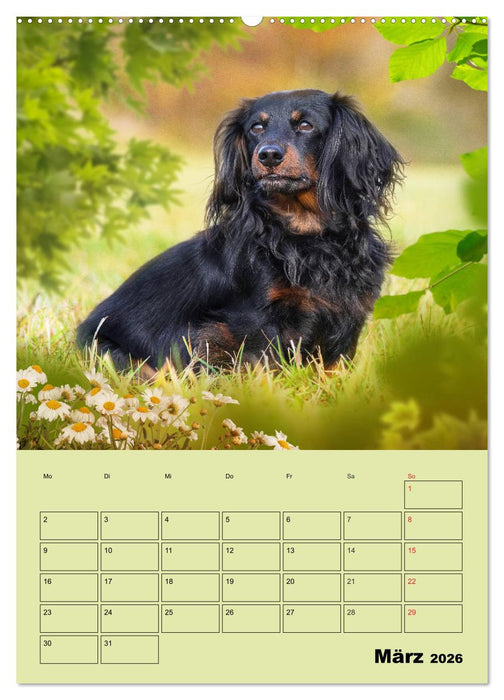 Dackelträume - Ein Familienplaner für das Jahr (CALVENDO Wandkalender 2026)