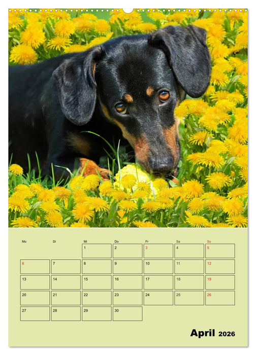 Dackelträume - Ein Familienplaner für das Jahr (CALVENDO Wandkalender 2026)