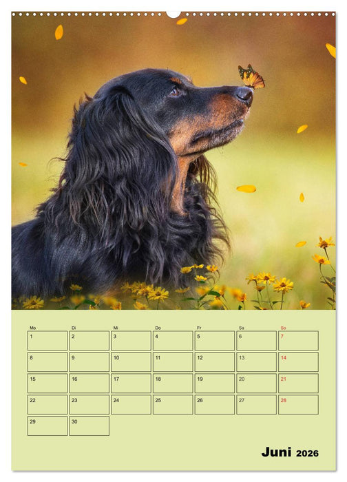 Dackelträume - Ein Familienplaner für das Jahr (CALVENDO Wandkalender 2026)