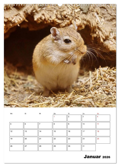 Lustige Rennmäuse (CALVENDO Wandkalender 2026)