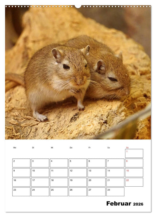 Lustige Rennmäuse (CALVENDO Wandkalender 2026)