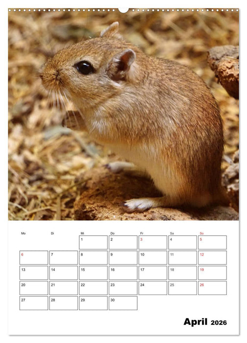 Lustige Rennmäuse (CALVENDO Wandkalender 2026)