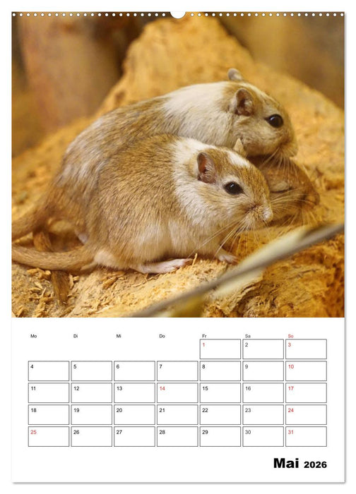 Lustige Rennmäuse (CALVENDO Wandkalender 2026)