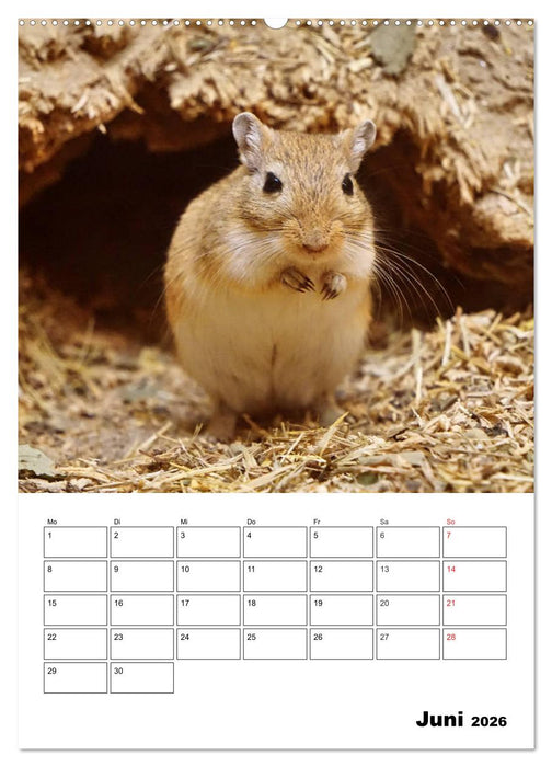 Lustige Rennmäuse (CALVENDO Wandkalender 2026)