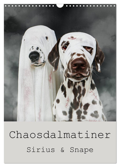 Chaosdalmatiner Sirius und Snape (CALVENDO Wandkalender 2026)