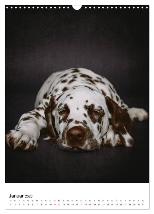 Chaosdalmatiner Sirius und Snape (CALVENDO Wandkalender 2026)