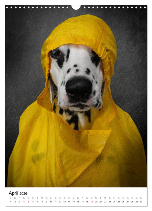 Chaosdalmatiner Sirius und Snape (CALVENDO Wandkalender 2026)