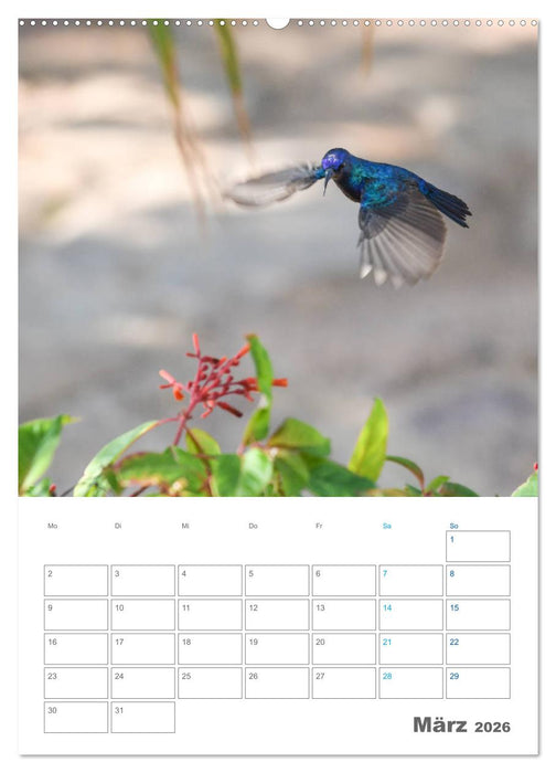 Jordanien ein Schatz im Orient (CALVENDO Premium Wandkalender 2026)