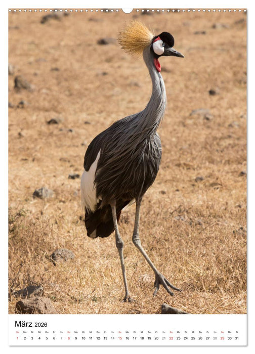 Serengeti Pur - Tansania (CALVENDO Premium Wandkalender 2026)