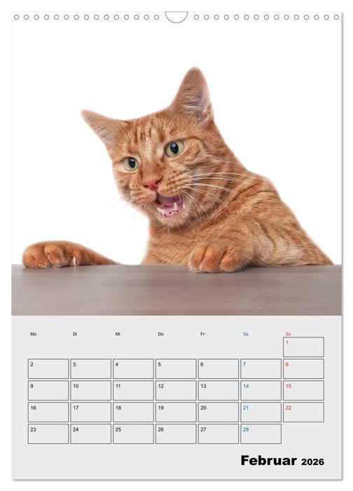Crazy Catz. (CALVENDO Wandkalender 2026)