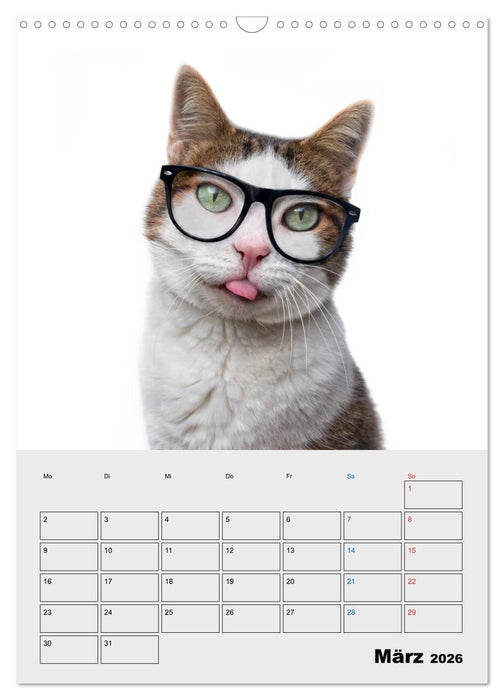 Crazy Catz. (CALVENDO Wandkalender 2026)