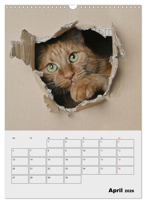 Crazy Catz. (CALVENDO Wandkalender 2026)