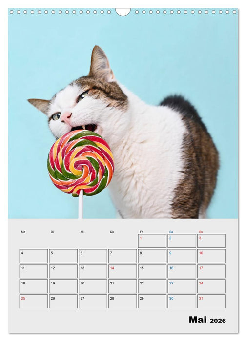 Crazy Catz. (CALVENDO Wandkalender 2026)