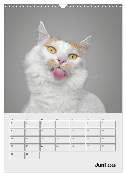 Crazy Catz. (CALVENDO Wandkalender 2026)