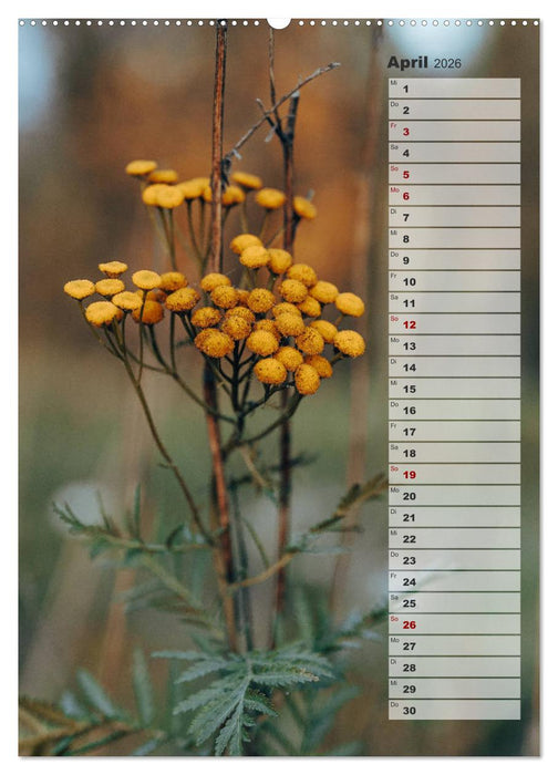 Kalender - Natur im Detail (CALVENDO Wandkalender 2026)