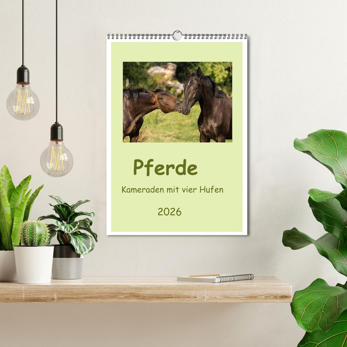 Pferde - Kameraden mit vier Hufen (CALVENDO Wandkalender 2026)