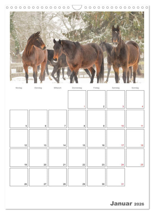Pferde - Kameraden mit vier Hufen (CALVENDO Wandkalender 2026)