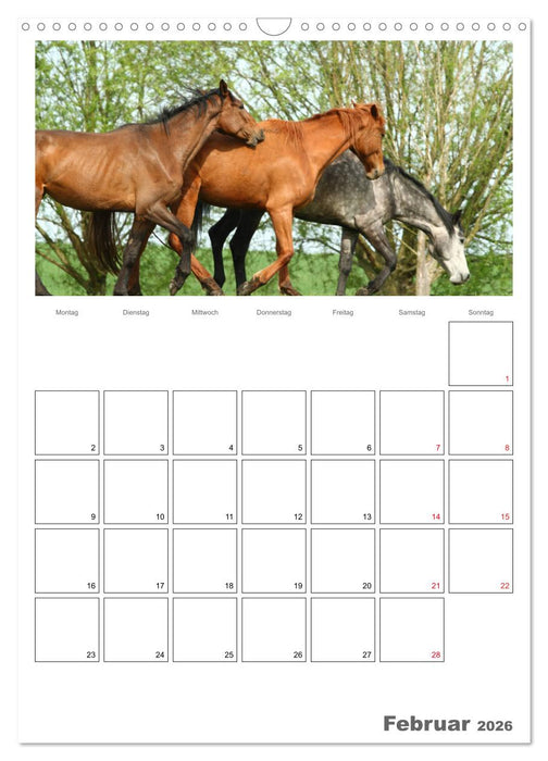 Pferde - Kameraden mit vier Hufen (CALVENDO Wandkalender 2026)