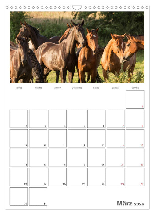 Pferde - Kameraden mit vier Hufen (CALVENDO Wandkalender 2026)