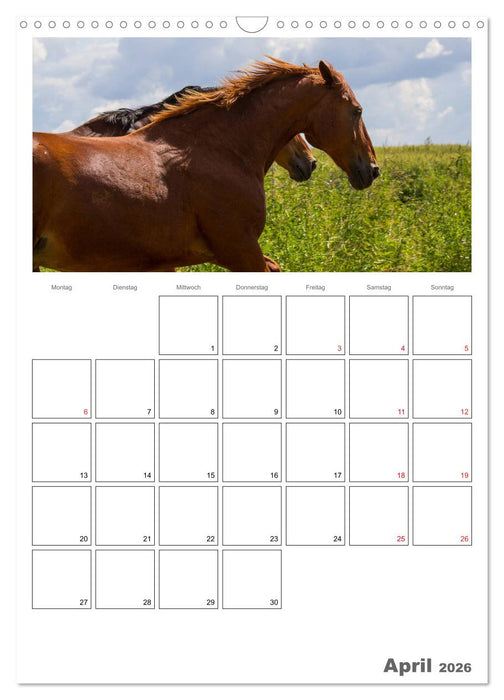 Pferde - Kameraden mit vier Hufen (CALVENDO Wandkalender 2026)