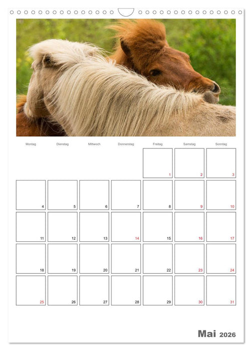 Pferde - Kameraden mit vier Hufen (CALVENDO Wandkalender 2026)