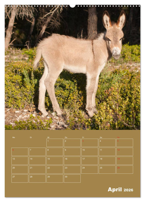 Entzückende Esel - Charmant und liebenswert (CALVENDO Premium Wandkalender 2026)