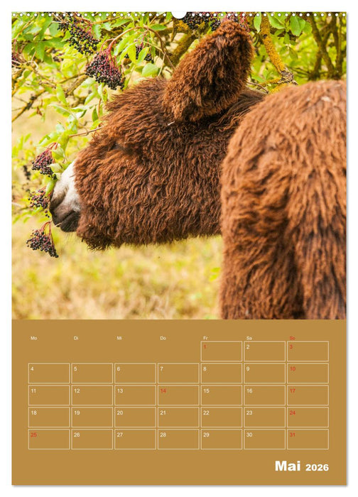 Entzückende Esel - Charmant und liebenswert (CALVENDO Premium Wandkalender 2026)