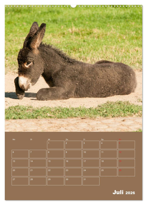 Entzückende Esel - Charmant und liebenswert (CALVENDO Premium Wandkalender 2026)