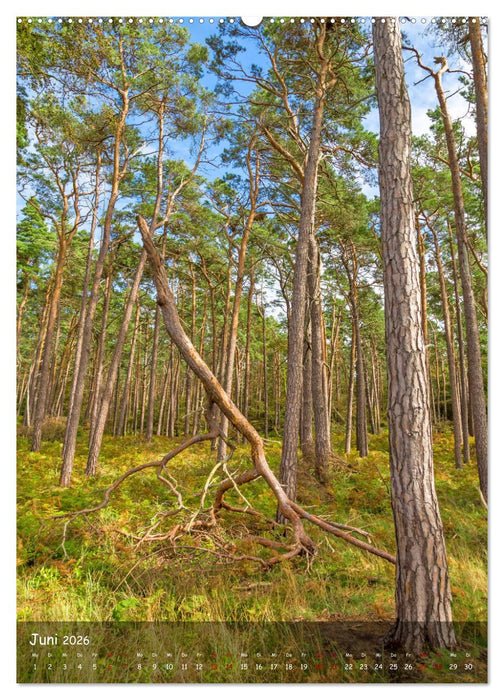 Wunderbare Ostseelandschaft Fischland-Darß-Zingst (CALVENDO Premium Wandkalender 2026)