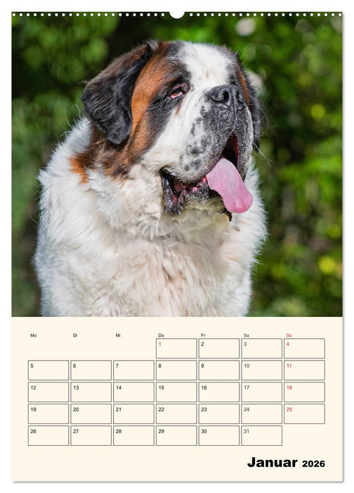Bernhardiner - Mit dem St. Bernhardshund durch das Jahr (CALVENDO Premium Wandkalender 2026)