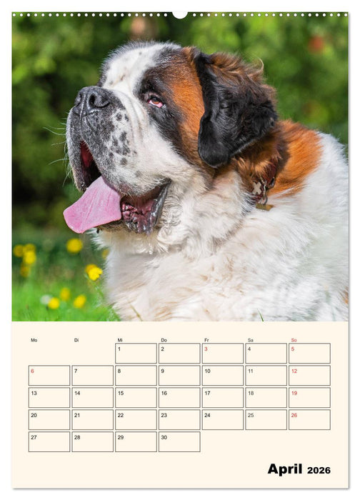Bernhardiner - Mit dem St. Bernhardshund durch das Jahr (CALVENDO Premium Wandkalender 2026)